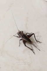 Teleogryllus derelictus