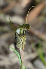 Pterostylis dolichochila