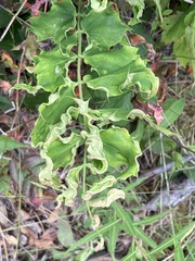 Aceria caliberberis