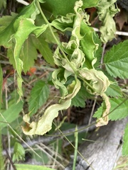 Aceria caliberberis