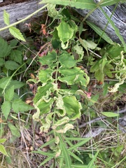 Aceria caliberberis