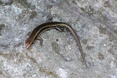 Sphenomorphus incognitus