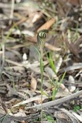 Pterostylis dolichochila