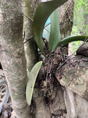 Trichocentrum natalieae