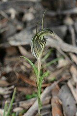 Pterostylis dolichochila