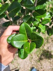 Eugenia sessiliflora