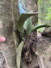 Trichocentrum natalieae