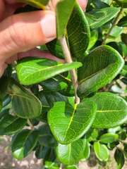 Eugenia sessiliflora