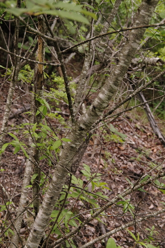 Image of Prunus alabamensis by (c) Eric Knight, some rights reserved (CC BY)