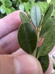 Eurytetranychus buxi