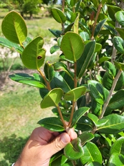Eugenia sessiliflora