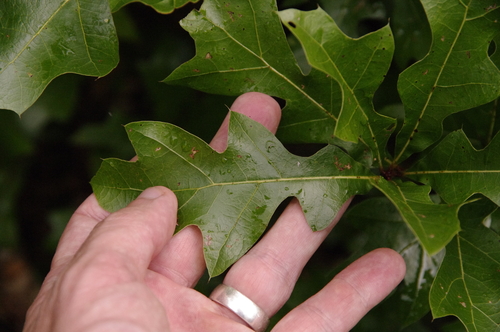 Image of Quercus georgiana by (c) Eric Knight, some rights reserved (CC BY)
