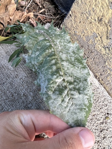 Podosphaera erigerontis-canadensis