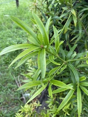 Podocarpus nakaii