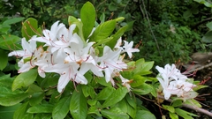 Rhododendron arborescens
