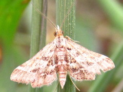 Diasemia accalis