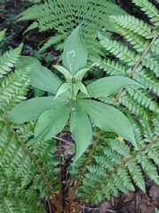 Paris verticillata
