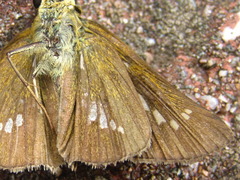 Parnara guttata