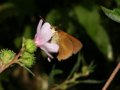 Euphyes dukesi calhouni