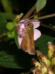 Euphyes dukesi calhouni