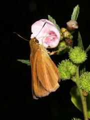 Euphyes dukesi calhouni