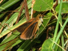 Euphyes dukesi calhouni