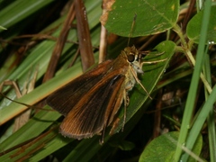 Euphyes dukesi calhouni