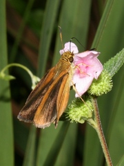 Euphyes dukesi calhouni