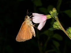 Euphyes dukesi calhouni