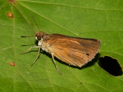Euphyes dukesi calhouni