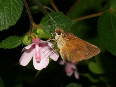 Euphyes dukesi calhouni