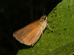 Euphyes dukesi calhouni