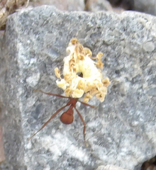 Trachymyrmex