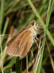 Euphyes dukesi calhouni