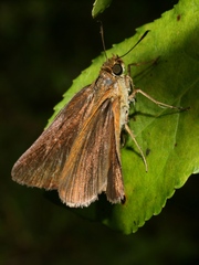Euphyes dukesi calhouni