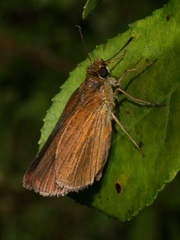 Euphyes dukesi calhouni