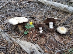 Agaricus moronii