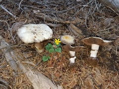Agaricus moronii