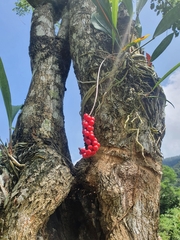 Schisandra chinensis