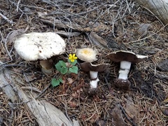 Agaricus moronii