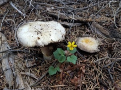 Agaricus moronii