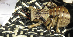 Enyaliopsis transvaalensis