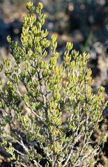 Cliffortia teretifolia