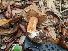 Tylopilus tabacinus