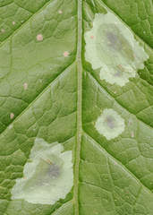 Liriomyza eupatoriella