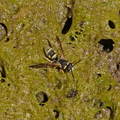 Stenodynerus blandus