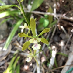 Encyclia guatemalensis