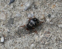 Elytrosphaera erratica