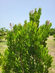 Eugenia fajardensis