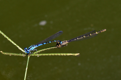 Arroyo Bluet